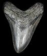 Large Megalodon Tooth - South Carolina #31600-1